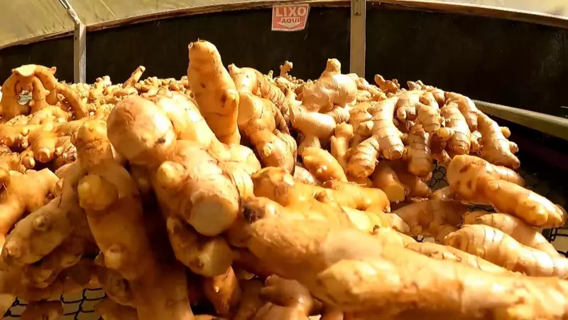 Festas Juninas em Presidente Prudente: Procon-SP encontra diferenças de preços de até 130% em produtos