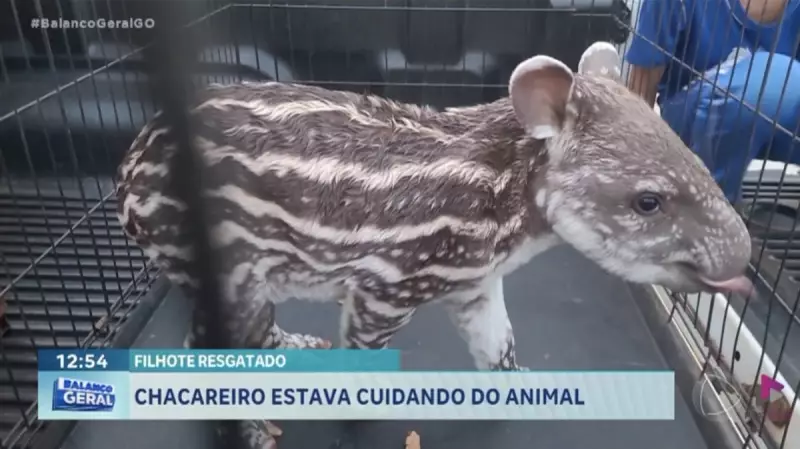 Filhote de anta é resgatado em zona rural de Rio Verde (GO) – Saiba como foi o salvamento!