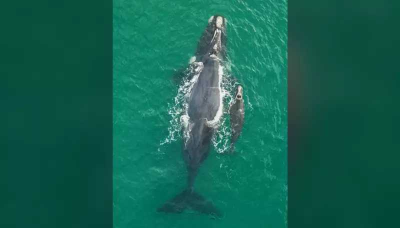 Filhote de baleia-franca é avistado em Florianópolis: primeiro registro da temporada