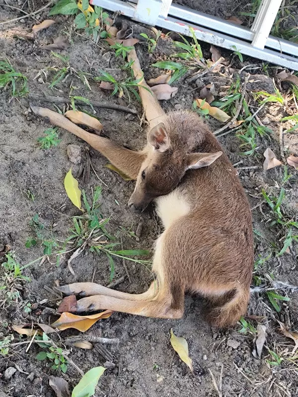 Filhote de cervo é resgatado por guardas ambientais em Saquarema: veja detalhes!