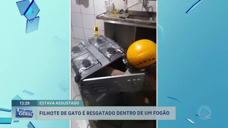 Filhote de gato fica preso em fogão e é resgatado por bombeiros no Entorno do DF — Veja o vídeo!