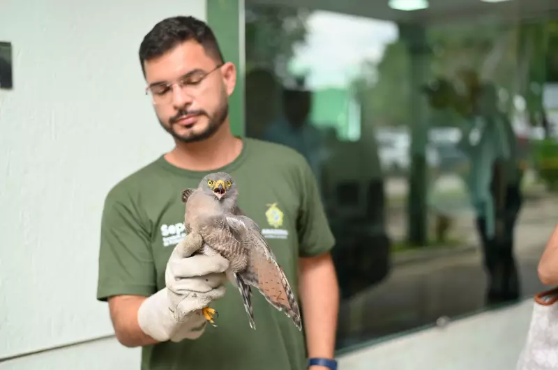 Filhote de gavião-carijo com suspeita de fratura é resgatado em Manaus: veja detalhes