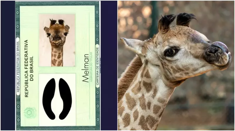Filhote de girafa no Zoológico de SP já tem nome: Melman venceu com 43% dos votos!