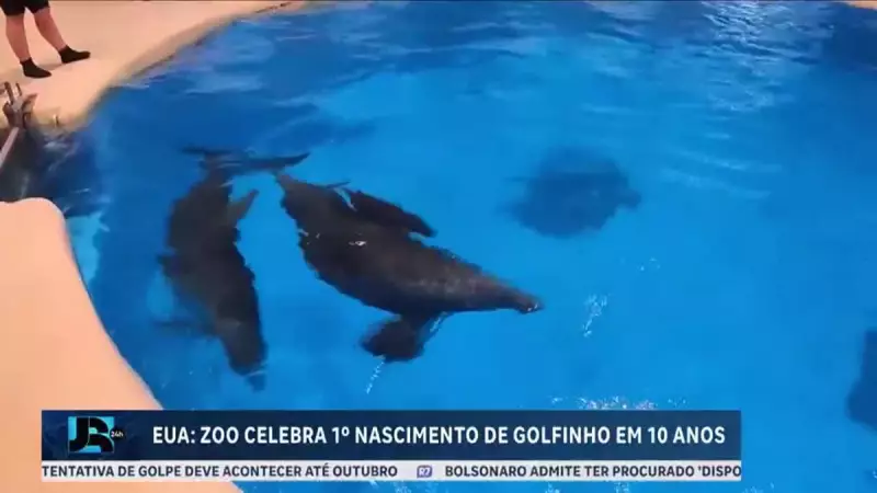 Filhote de golfinho nasce em zoológico de Chicago após 10 anos de espera