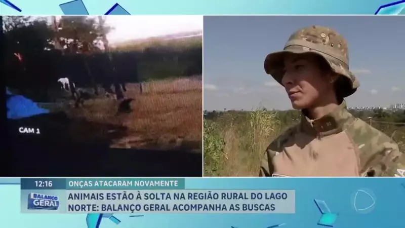 Filhote de onça-parda é flagrado em área rural do Lago Norte, em Brasília — Veja o vídeo!