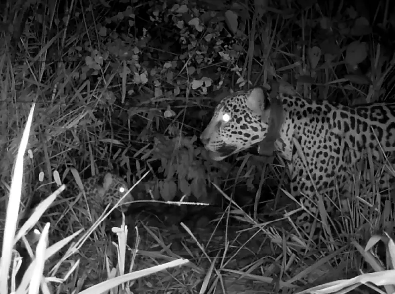 Filhote de onça-pintada renasce no Pantanal: um símbolo de esperança após os incêndios
