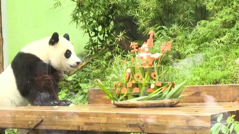 Filhote de panda gigante celebra 1 ano com bolo de bambu e cerimônia tradicional na China