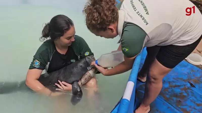 Filhote de peixe-boi resgatado com sucesso em comunidade no Pará com apoio de zoológico