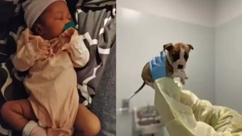 Filhote de Pitbull ataca bebê em Nova York: bebê perde parte do rosto em ataque chocante