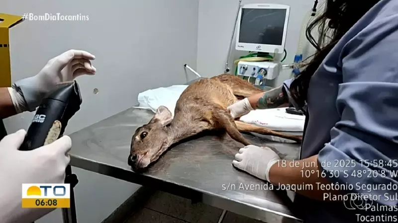 Filhote de veado ferido é resgatado no Tocantins: veja como foi o salvamento!