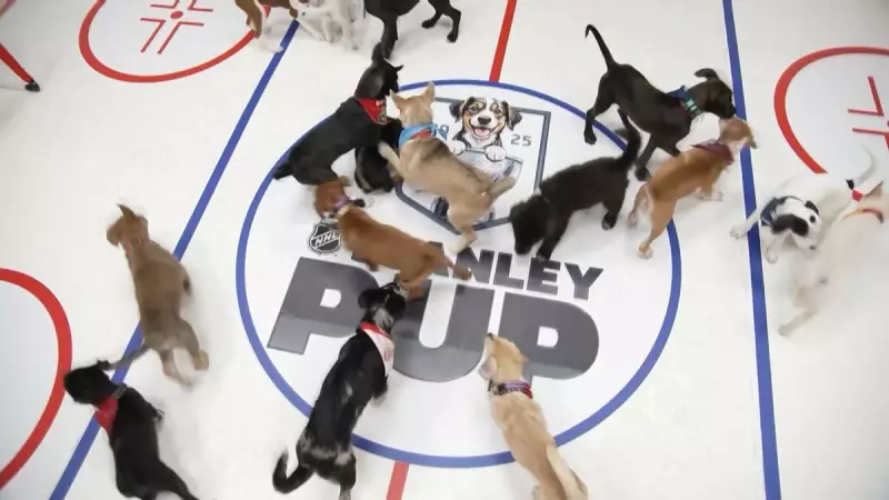 Filhotes de cachorro jogam hóquei em evento beneficente para adoção nos EUA