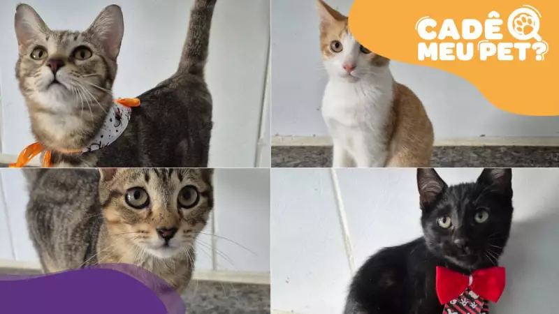 Filhotes de gato resgatados em Vitória buscam um lar cheio de amor e carinho