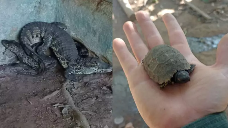 Filhotes de jacarés e jabutis resgatados de cativeiro ilegal no Espírito Santo: veja detalhes