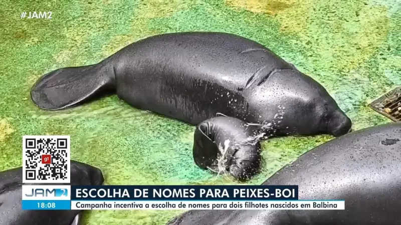 Filhotes de peixe-boi da Amazônia: Conheça os nomes finalistas e participe da votação!