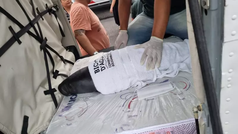 Filhotes de peixe-boi resgatados de avião no Pará: saiba como será a reabilitação