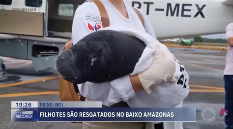 Filhotes de peixe-boi resgatados no Baixo Amazonas: uma vitória para a conservação