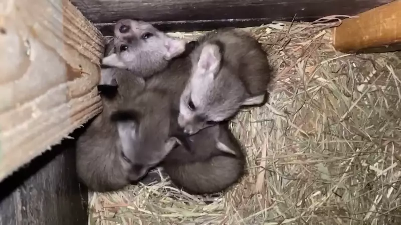 Filhotes de raposa-orelhuda encantam visitantes em zoológico dos EUA — veja o vídeo!
