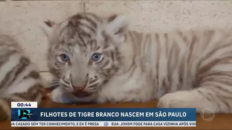Filhotes de tigre branco nascem em parque de São Paulo: veja as imagens fofas!