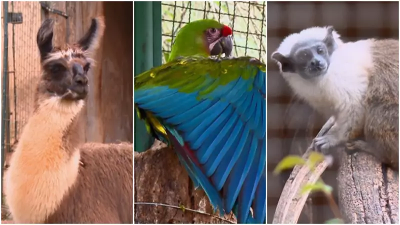 Filhotes fofos invadem Parque Ecológico de São Carlos: lhama, arara e sauim-de-coleira são as estrelas