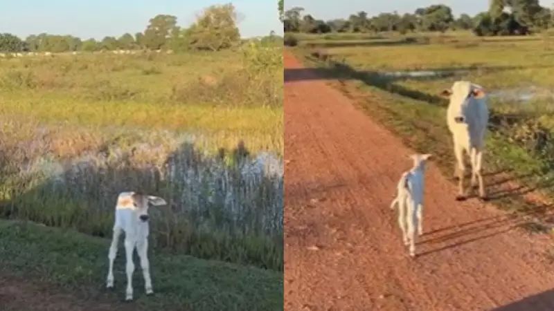 Fofura no Pantanal: Bezerro chama pela mãe ao não conseguir atravessar riacho