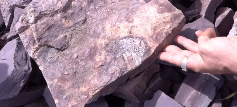 Fósseis da Era Paleozoica são descobertos em pedreiras de Nazária, no Piauí