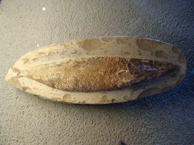 Fóssil de 100 milhões de anos encontrado na Itália retorna ao Brasil em descoberta histórica