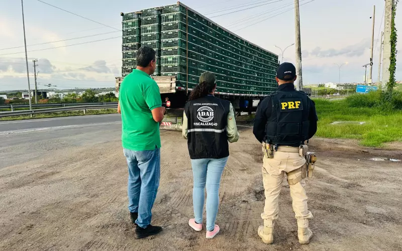 Frangos apreendidos em Feira de Santana são incinerados e doados: entenda o caso