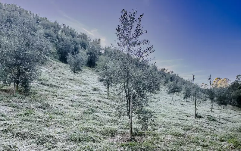 Frente fria intensa provoca queda brusca de temperaturas no Centro-Sul; neve pode ocorrer no RS e SC