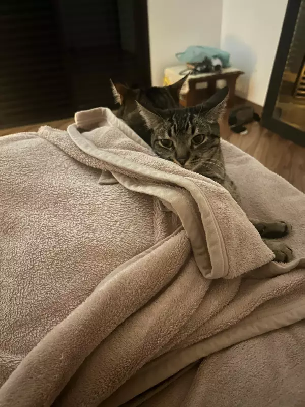Frio intenso aumenta casos de doenças respiratórias em pets: saiba como proteger seu animal