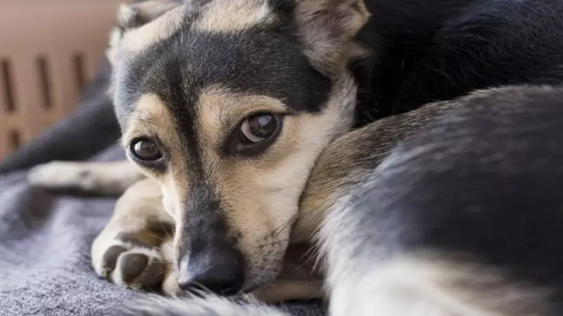 Frio intenso: como proteger seu pet de doenças respiratórias no inverno