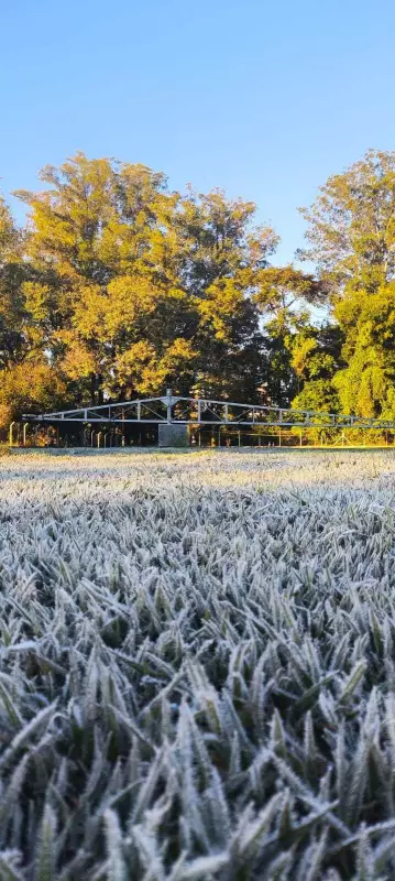 Frio intenso e geada atingem a região de Piracicaba com temperaturas negativas