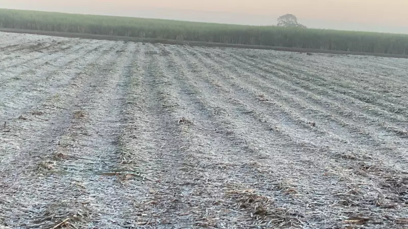 Frio intenso e geada atingem Ribeirão Preto: temperaturas caem para 12°C, a mais baixa do ano
