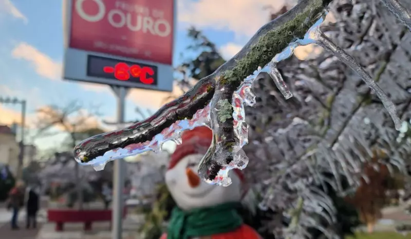 Frio intenso em SC: árvores cobertas de cristais de gelo na Serra marcam o dia mais frio do ano