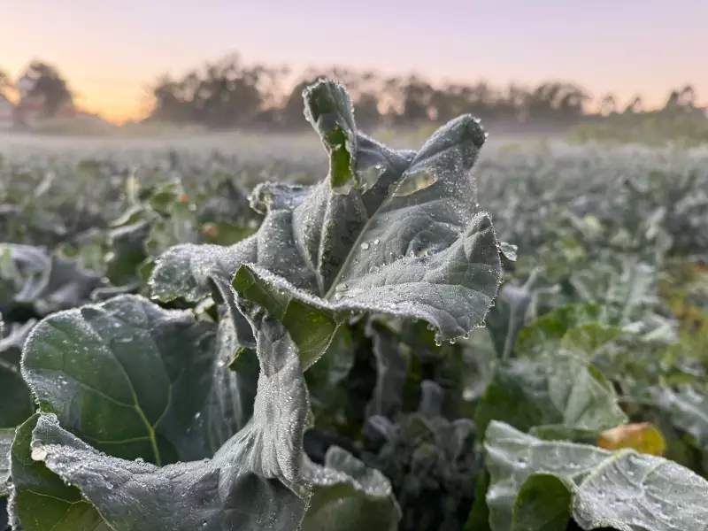 Frio intenso no Alto Tietê: cidades registram temperaturas próximas de 0°C