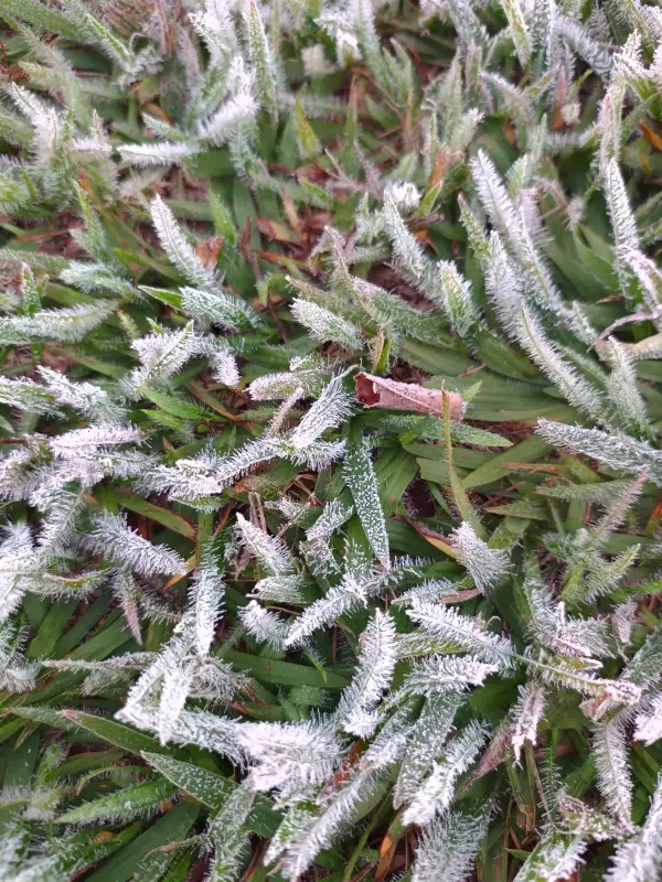 Frio intenso! Região de Presidente Prudente registra geada nesta madrugada; veja imagens impressionantes