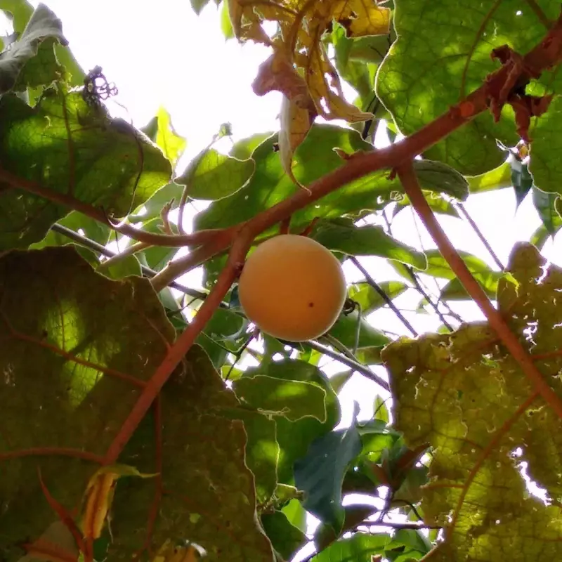 Fruto preferido do lobo-guará pode revolucionar tratamento do câncer de bexiga
