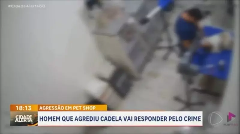Funcionário de pet shop é flagrado agredindo cadela durante tosa: vídeo choca nas redes