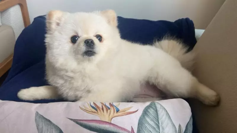 Funcionário de pet shop é indiciado por maus-tratos após morte de cadela de suporte emocional em Minas Gerais
