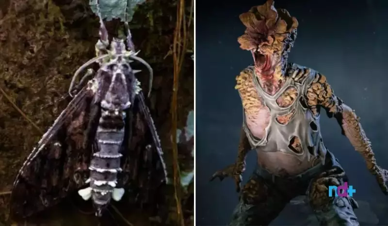 Fungo de 'The Last of Us' é encontrado na Amazônia: descoberta surpreendente durante trilha no Pará