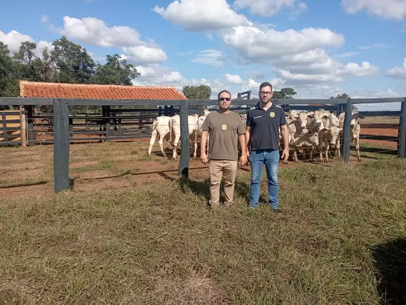 Furto de gado e desvio de leite: quase 50 animais recuperados e 50 mil litros apreendidos em Campina Verde