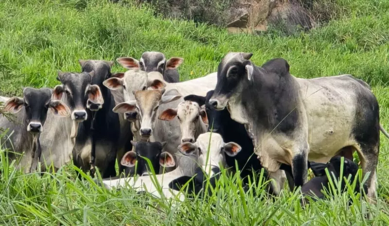 Furto de gado em Alegre: Polícia recupera 19 cabeças de animais roubados