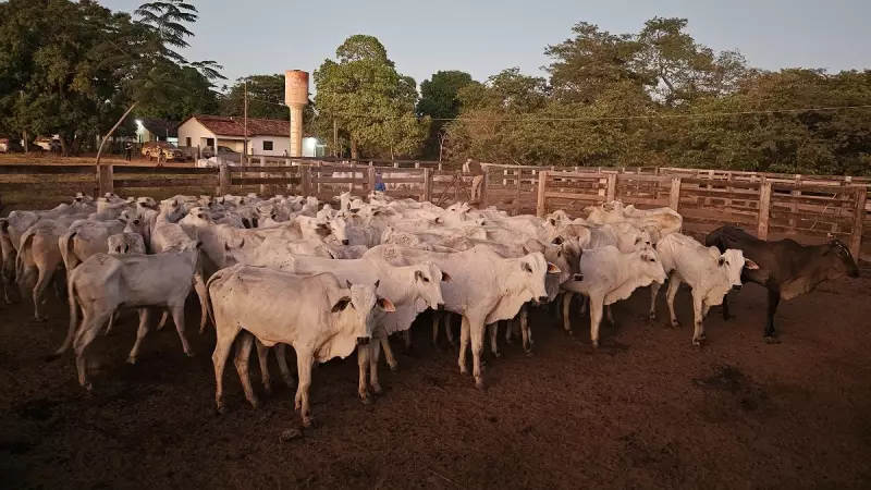 Furto de gado no Tocantins: Polícia recupera mais de 60 animais avaliados em R$ 170 mil