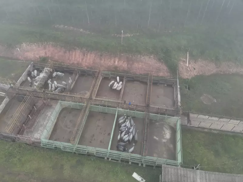 Gado apreendido pelo ICMBio é furtado de frigorífico no Acre; empresa afirma que não abateria animais da operação