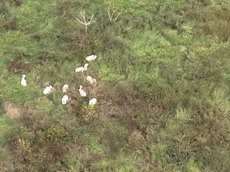 Gado furtado de frigorífico é encontrado em mata no Acre: ICMBio confirma