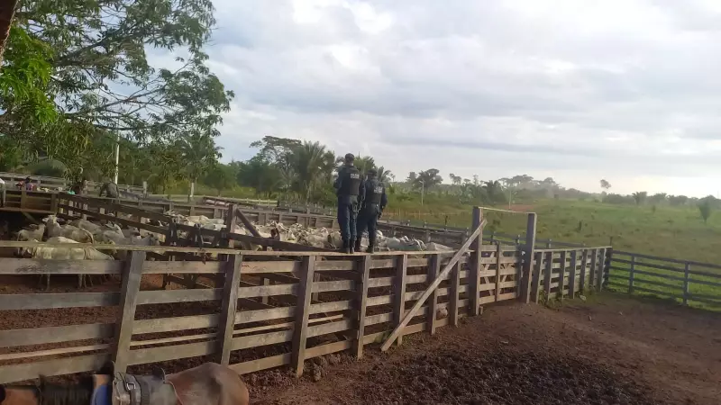 Gado furtado em Prainha é recuperado em comunidade de Alenquer: saiba como aconteceu