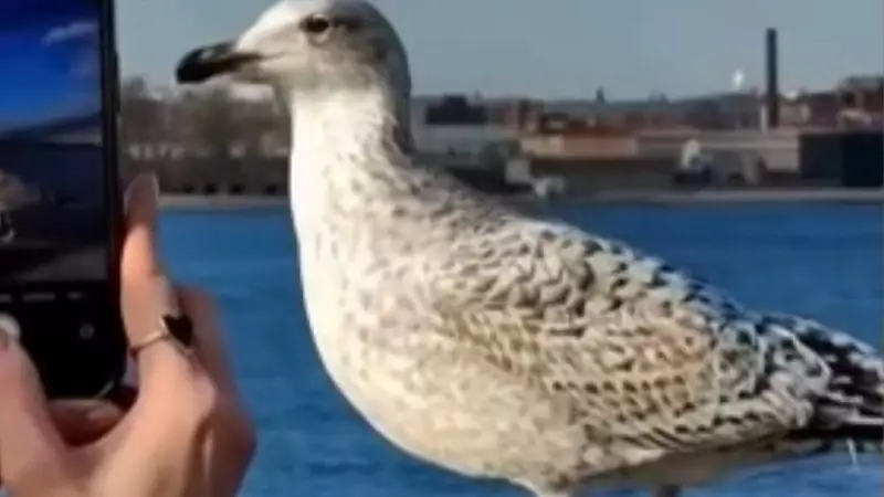 Gaivota vira influencer em praia brasileira por pose perfeita para fotos