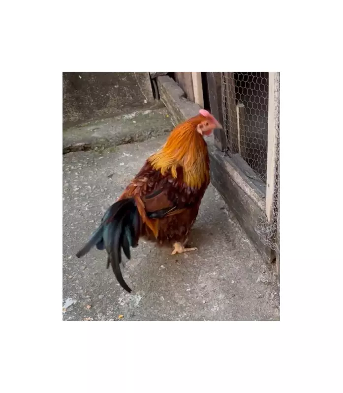 Galinha com jeito de galo chama atenção em MG: veja o vídeo!