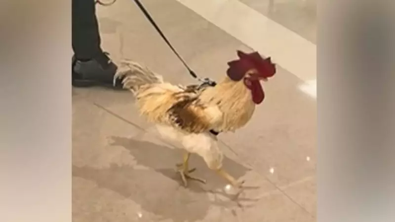 Galo passeia de coleira em shopping na China e viraliza nas redes sociais