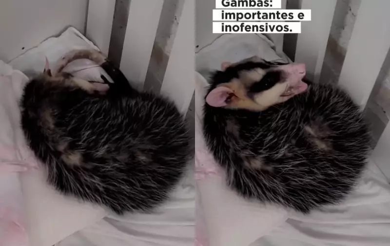 Gamba é flagrado dormindo encolhido em berço de creche; vídeo viraliza