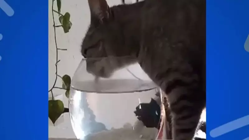 Gata flagrada bebendo água do aquário viraliza e surpreende tutor